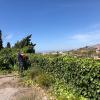 Multiservicios Agrícolas Migan Slu