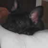 Vibra Perruna