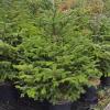 Sotobosque S. L.