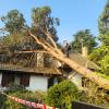 Tala de arboles por emergencia
