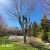 Tala de árboles en Madrid