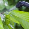 Tratamientos contra plagas para proteger tus plantas Tratamientos contra plagas para proteger tus plantas