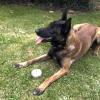 Perros de Eco-detección