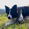 Perros de Eco-detección