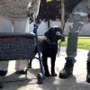 Entrenamiento de perros de Asistencia y Servicio