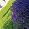 Buttervorthservicejardineria