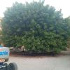 Reducción de tamaño en ficus con cesta elevadora. ANTES