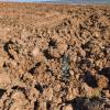 Plantación de encinas truferas