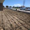Plantación con parrilla de riego