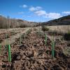 Plantación y colocación de protectores