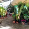 Viveros Sepúlveda  Vivero En Marbella  Garden Center Marbella