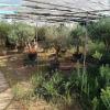 Viveros Sepúlveda  Vivero En Marbella  Garden Center Marbella