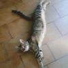 Libelula