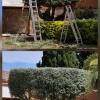 Recorte y perfilado de olivos