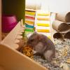 Luna, un hamster ruso que tuve hace varios años.