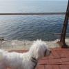 Dubi, el perro de mis tíos. Me encargo de pasearlo cuando coincidimos.