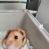 Rudy, mi primer hámster sirio y mi última mascota.
