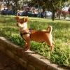 Luigi, un perro adoptado que tuve de pequeña.