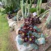 Jardin de suculentas
