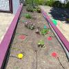Sistema de riego en mariposario