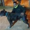 Cristian