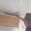 Antes