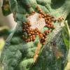 Jfs Agricultural Solutions