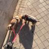 Paseo con dos perretes