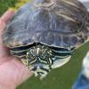 Boyito Tortuga de agua