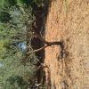 Limpieza de olivos