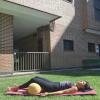 Clases De Yoga Para Principiantes  Yoga Online Y Presencial