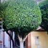 Limpieza Y Jardinería Andres Alba