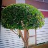 Limpieza Y Jardinería Andres Alba