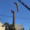 Retirada de un Cedrus libani muerto en secciones de 3m con grúa