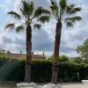 Poda de Washingtonia robusta en Sant Cugat del Vallès
