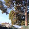 Poda de pinos por aviso del ayuntamiento