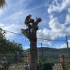 Tala de un pino por proximidad al muro de contención en Vallirana