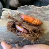 Tratamiennto de plagas en palmeras, Paysandisia archon