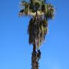 Tala de una palmera Washingtonia robusta en una comunidad de propietarios en Martorell