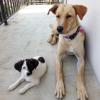 Kyra y Baby