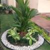 Decoracion de palmera, con plantas alrededor y posterior delimitacion con piedras