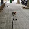 Trabajando comando quieto en la calle