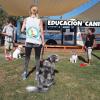 Educación  canina