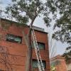 Poda canalizada por el poco espacio para dejar descolgar las ramas. 3