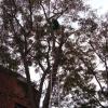 Poda con trepa es otra del mismo lugar 2