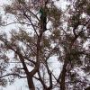 Poda con trepa muy complicada por falta de espacio para vajar las ramas 1