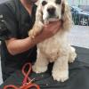 Peluqueria Caninafelina En El Domiicilio