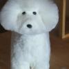 Bichon frisé virtual