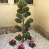 Jardinería, parterre