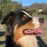 Alban Guelo Alban Guelo